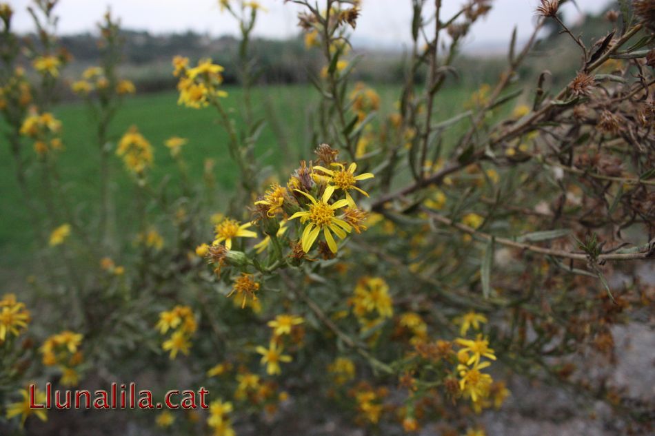 La Flor i les Flors