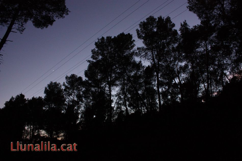 El bosc vist des de la negro