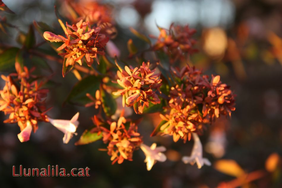 Flors de Tardor