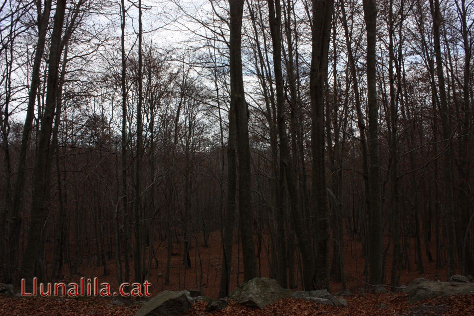 Paisatge de tardor al Montseny