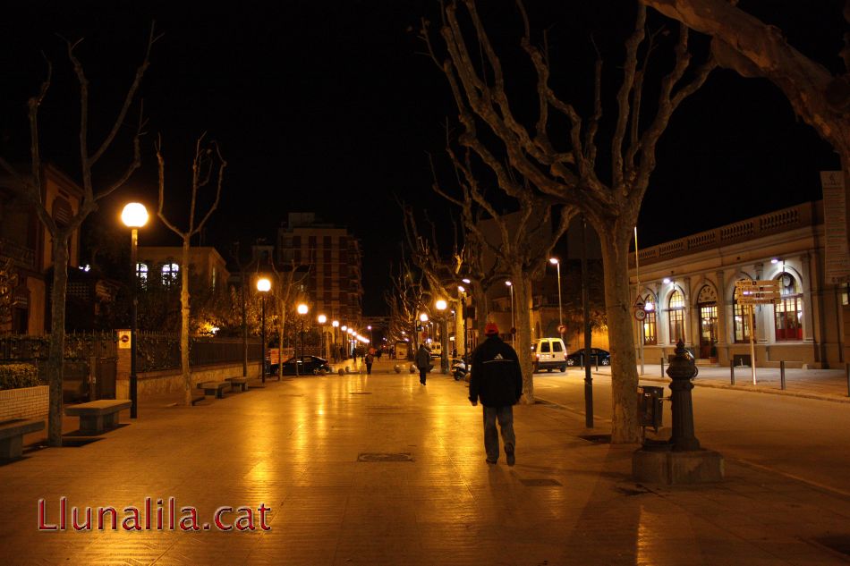 Arbres sense fulles al Passeig del Terraplè