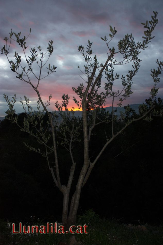 Cel Rogenc radere l'arbre