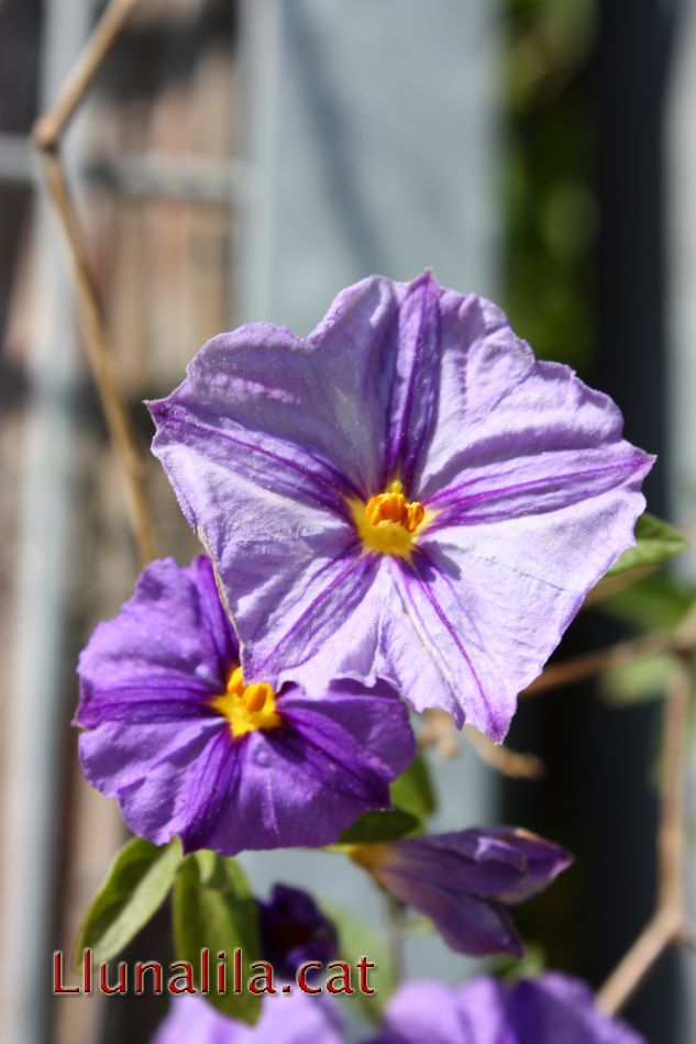 La Primavera i les flors