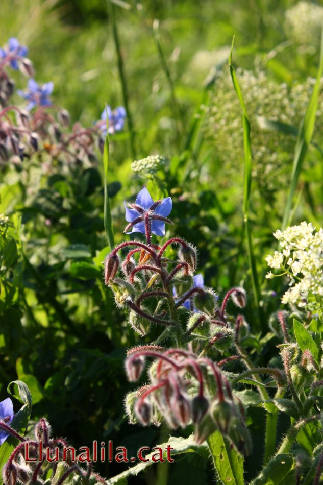 Les flors de primavera