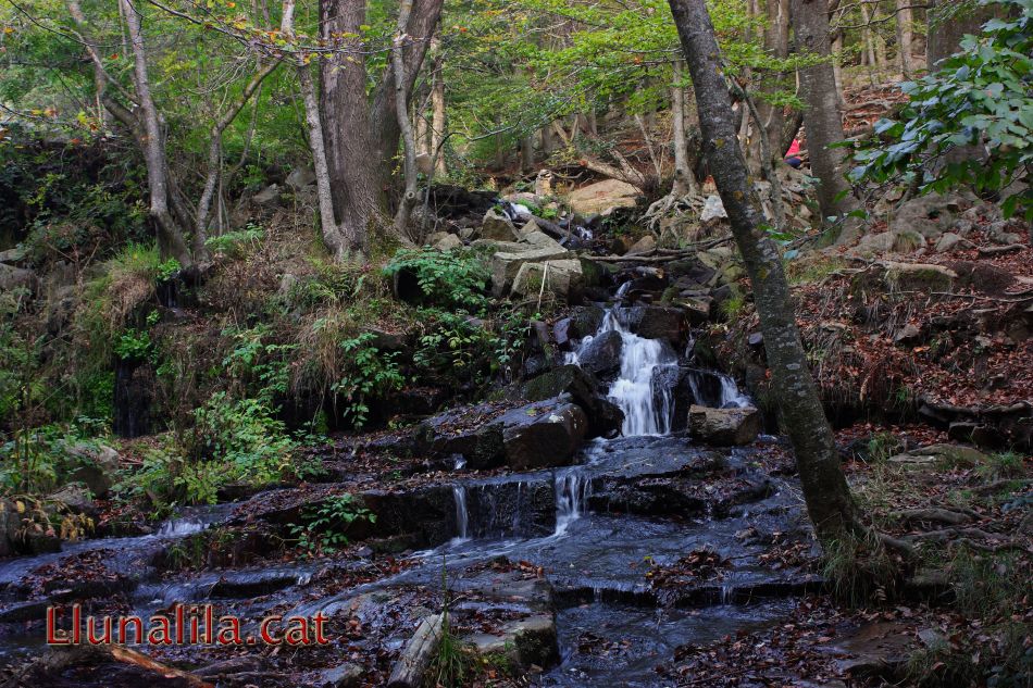 La vida natural a Santa Fe del Montseny