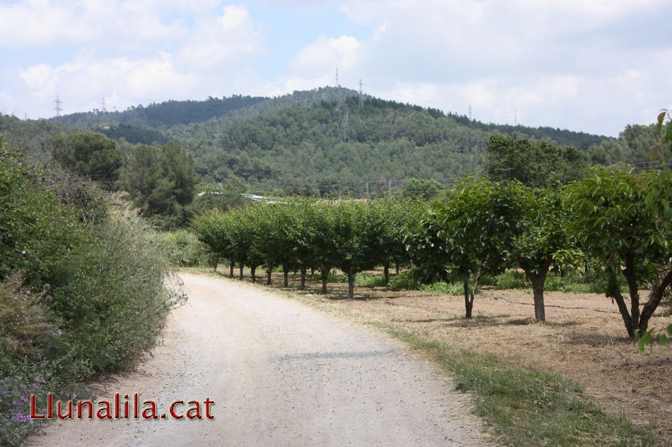 Camins per Collserola