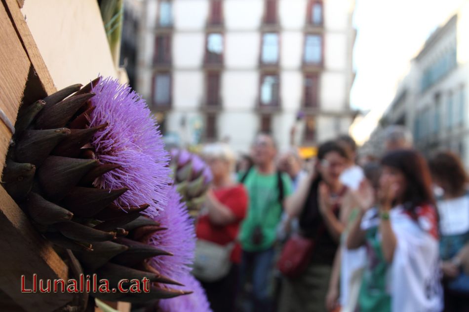 Carxofes del Llobregat