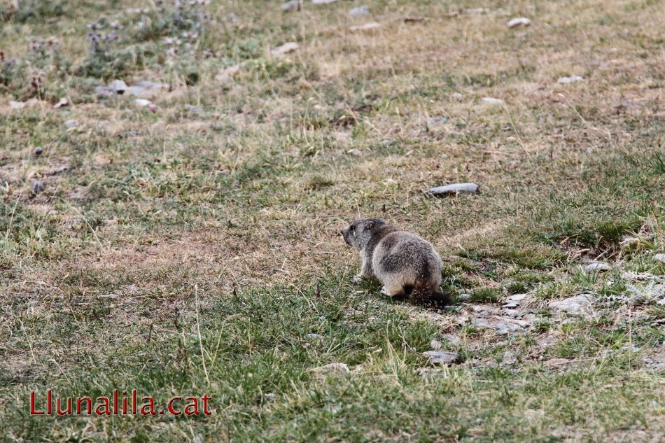 La marmota