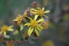 Una flor en el camp