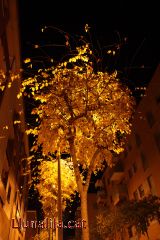 Arbres al poble i de nit