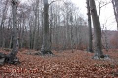 La Tardor el llit del bosc