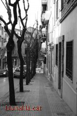 Els arbres guiant el camí