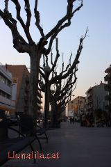 Passeig del terraplé sota els arbres nus