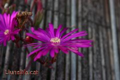 Una flor lila com Llunalila