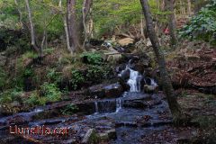 La vida natural a Santa Fe del Montseny