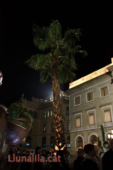Palmeres a la Pla�a Sant Jaume?