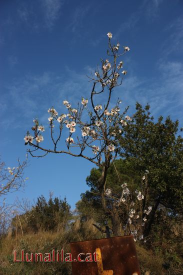 La vida s'obre cam�