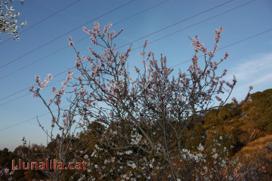 La natura est� viva i floreix