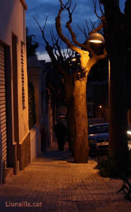 Arbres i Ombres