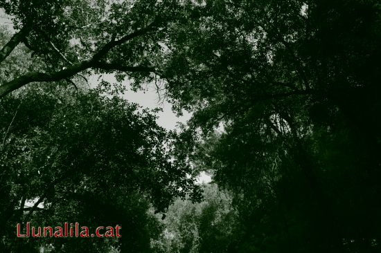 Sota el Bosc