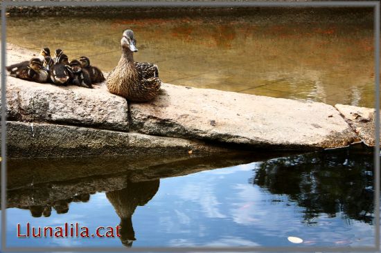 Fam�lia d'�necs