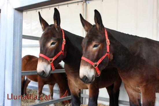 B�sties de Granja