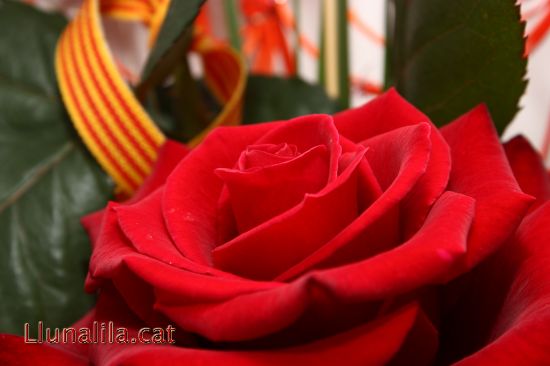 Roses i llibres, per Sant Jordi