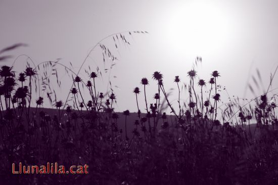 Vegetaci�