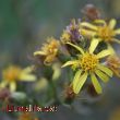 Una flor en el camp