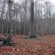 La Tardor el llit del bosc