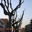 Passeig del terraplé sota els arbres nus