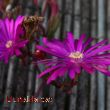 Una flor lila com Llunalila