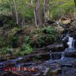 La vida natural a Santa Fe del Montseny