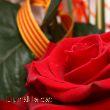 Roses i llibres, per Sant Jordi