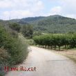 Camins per Collserola