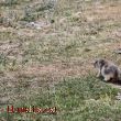 La marmota