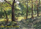 Clar en el bosc