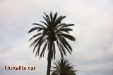 La Palmera