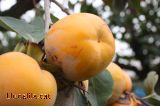 La Fruita