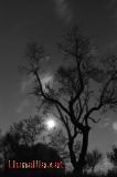 Nit de Terror