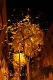 Arbres al poble i de nit