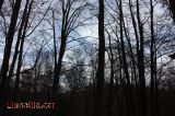 Arbres, cel i llum Arbres, cel i llum