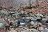 En mig del Montseny En mig del Montseny