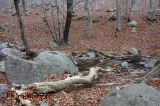 Material del bosc Material del bosc