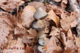 Fulles i Bolets Fulles i Bolets