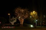 Arbre disfrassat Arbre disfrassat