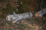 Fusta tallada