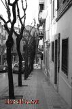 Els arbres guiant el cam�
