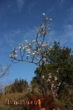 La vida s'obre cam�