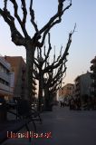 Passeig del terrapl� sota els arbres nus